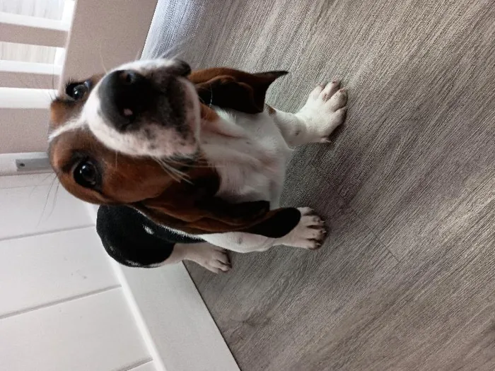 Female Basset Hound Puppy for Sale in Winchester, VA