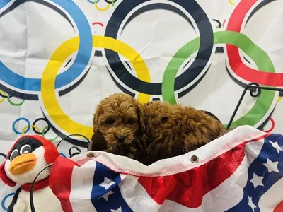 Male Miniature Goldendoodle Puppy for Sale in Harrisonburg, VA