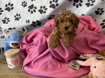 Female Bichon Poo Puppy for Sale in Winchester, VA