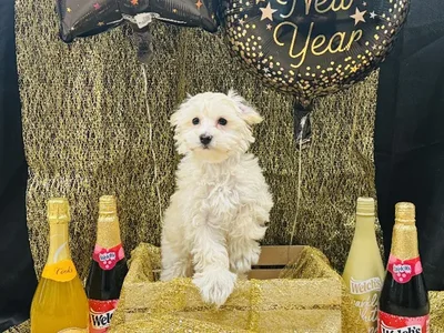 Male Maltipoo Puppy for Sale in Winchester, VA