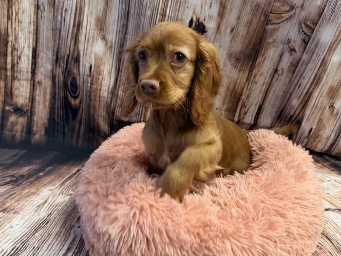 Male Cockalier (Cocker/Cavalier) puppy named Erik for sale at Puppy City Winchester.