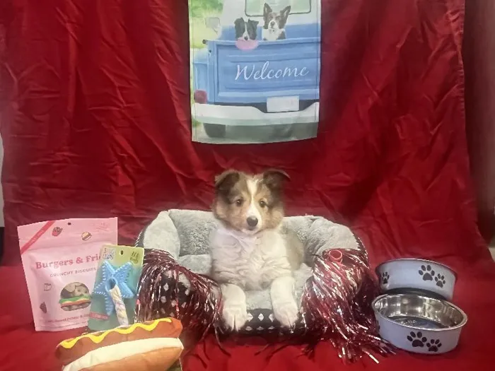 Male Sheltie puppy named Arlo for sale at Puppy City Winchester.