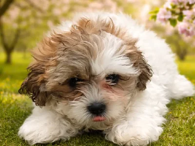 Female Teddy Bear puppy named Chili for sale at Puppy City Winchester.