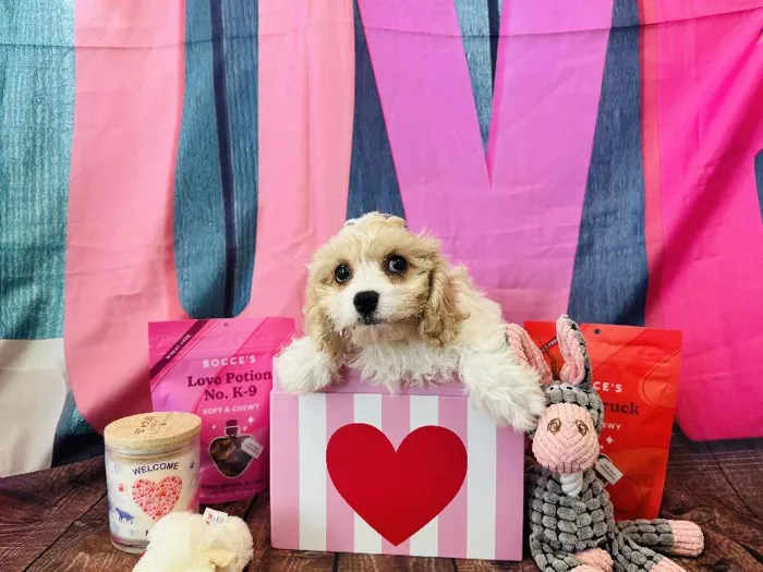 Female Cavachon Puppy for Sale in Winchester, VA