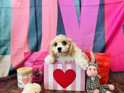 Female Cavachon Puppy for Sale in Winchester, VA