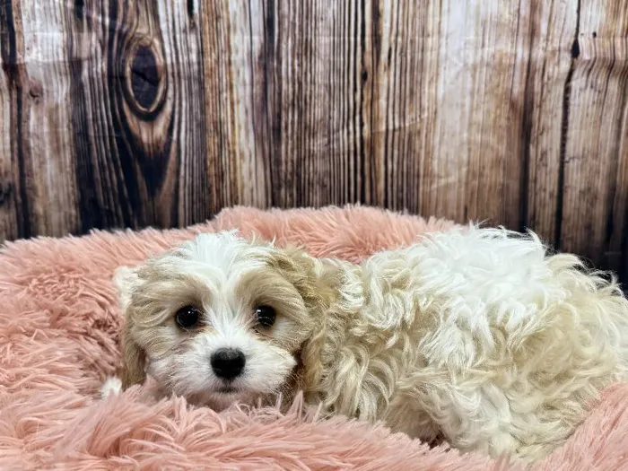 Female Cavachon puppy named Harper for sale at Puppy City Winchester.