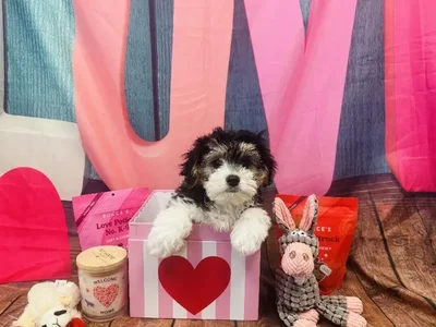 Male Cavachon Puppy for Sale in Winchester, VA