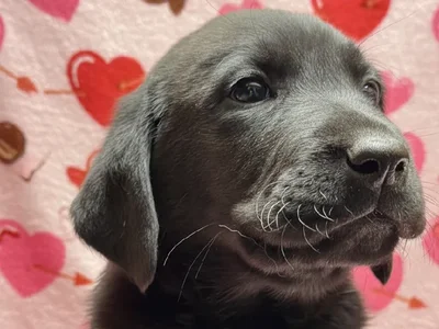 Male Labrador Retriever Puppy for Sale in Winchester, VA