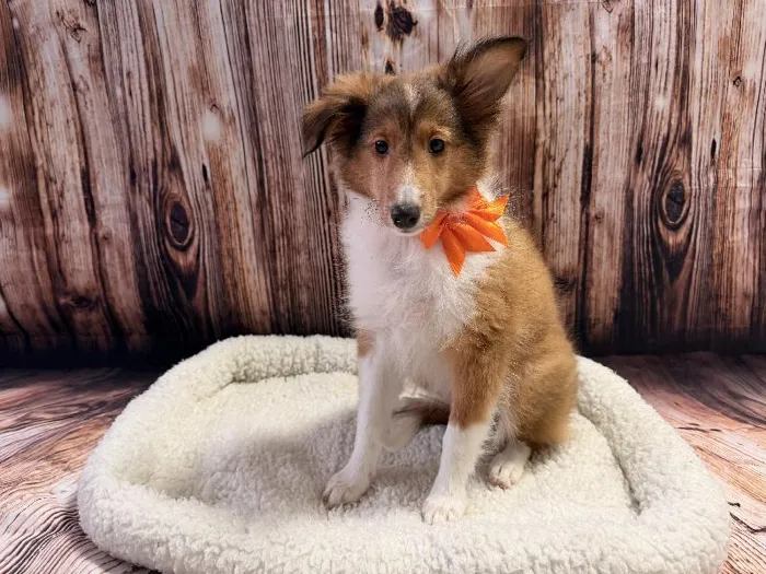 Female Sheltie puppy named Sadie for sale at Puppy City Winchester.