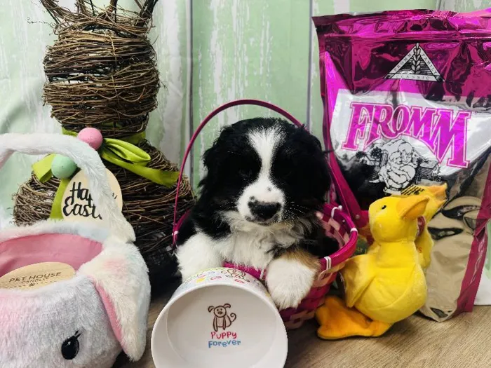 Female Miniature Australian Shepherd Puppy for Sale in Winchester, VA