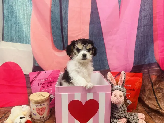 Female Cavachon Puppy for Sale in Winchester, VA