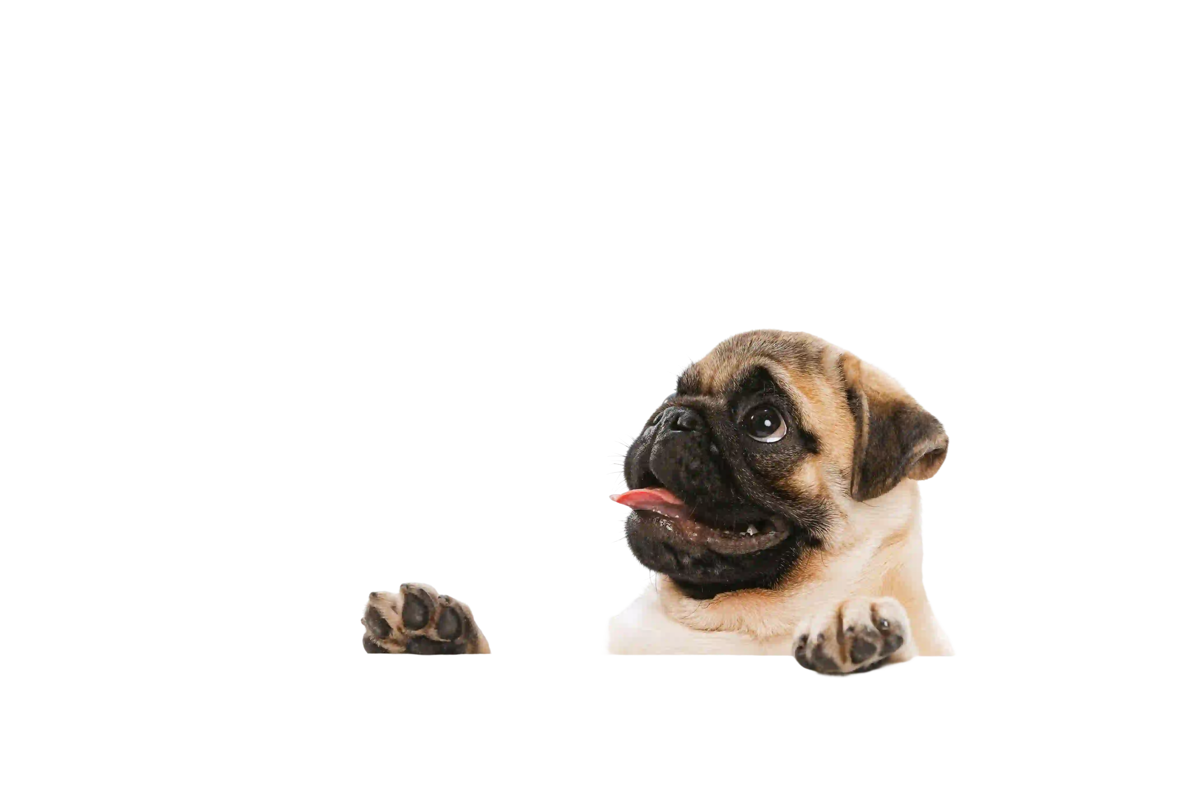 A cute puppy wants to get on the table