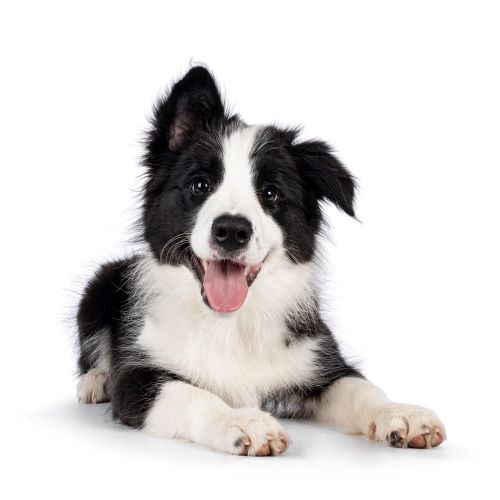 A playful Border Collie puppy lying down with a happy expression