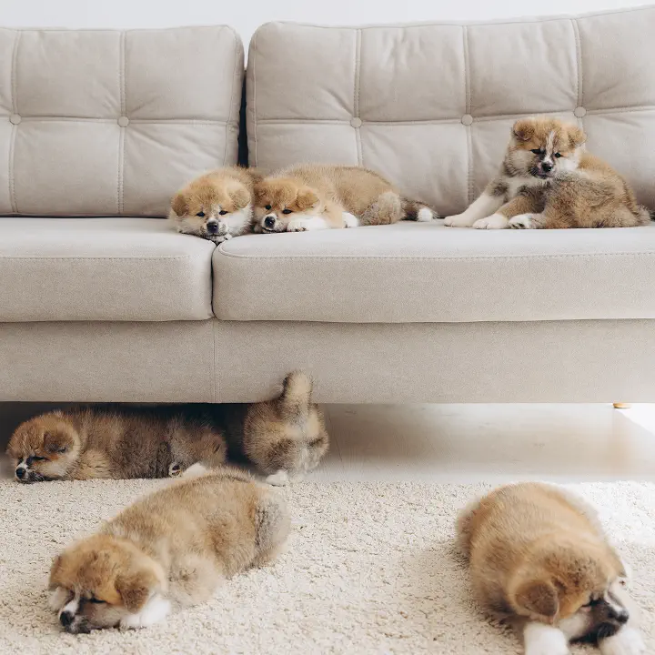 Fluffy, light-brown puppies are resting in a bright, minimalist room