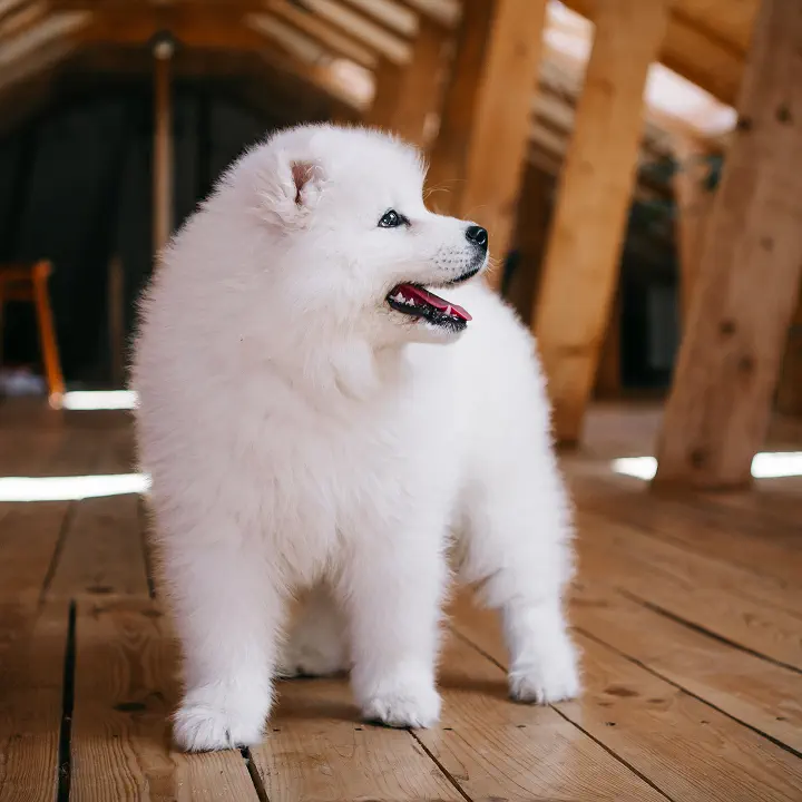 Cute white puppy standing on a wooden floor indoors
