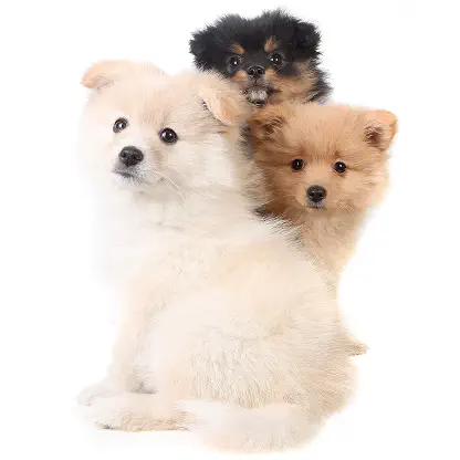Three fluffy puppies sitting close together
