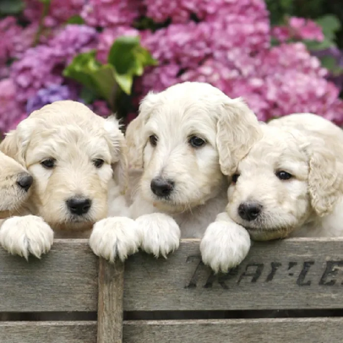 Mini Goldendoodle Puppies for Sale image