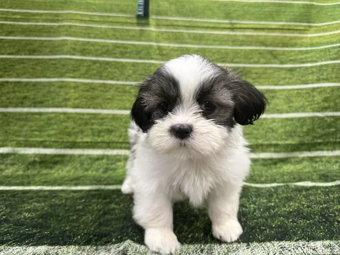 Male Shih Tzu puppy named Gideon for sale at Puppy City Harrisonburg.