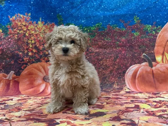 Female Bichon Poo puppy named Binx for sale at Puppy City Winchester.