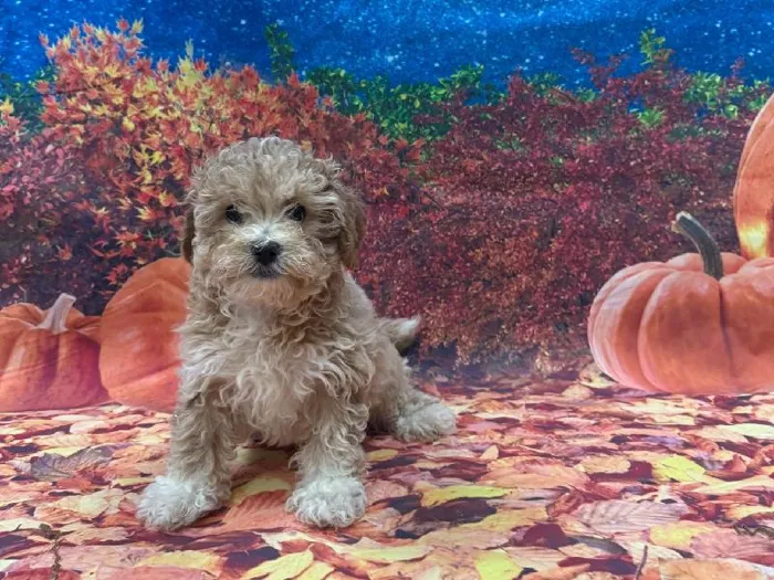 Male Bichon Poo puppy named Jinx for sale at Puppy City Winchester.