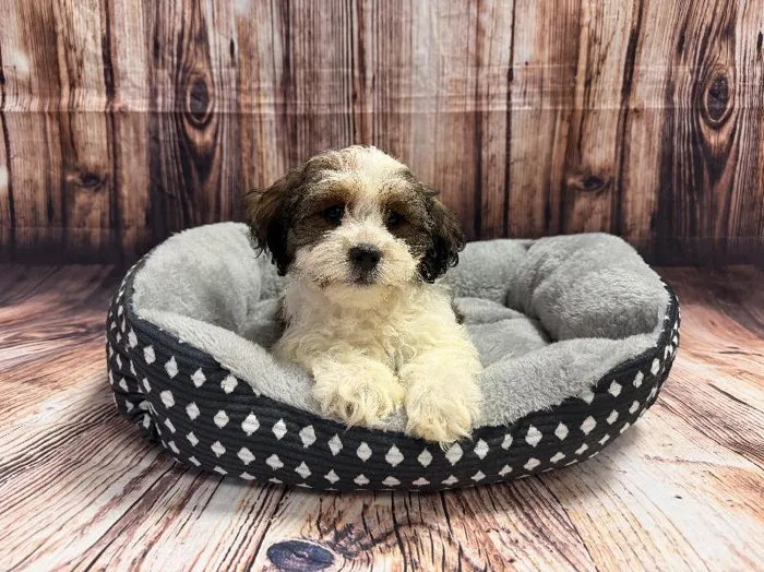 Male Teddy Bear puppy named Remy for sale at Puppy City Harrisonburg.