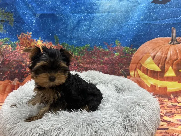 Male Yorkie puppy named Zero for sale at Puppy City Winchester.