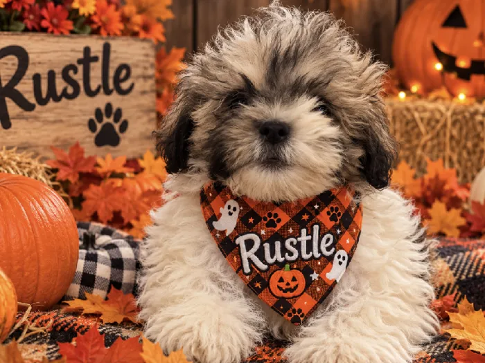 Male Shipoo puppy named Rustle for sale at Puppy City Harrisonburg.