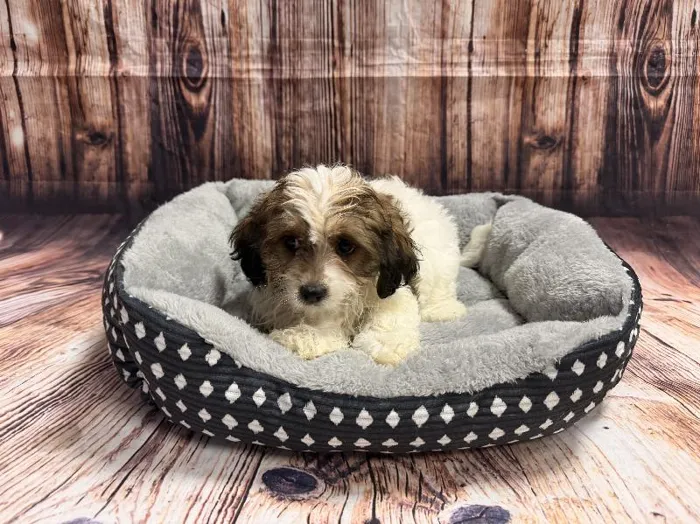 Female Teddy Bear puppy named Michelle for sale at Puppy City Harrisonburg.