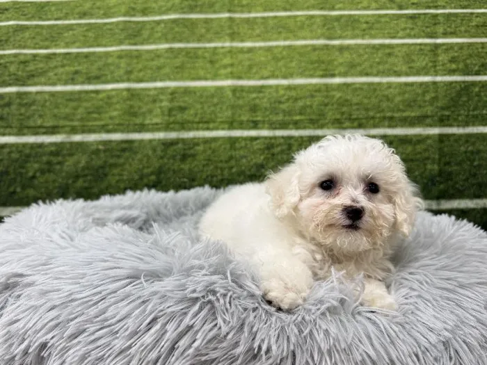 Female Bichon Poo puppy named Rue for sale at Puppy City Winchester.