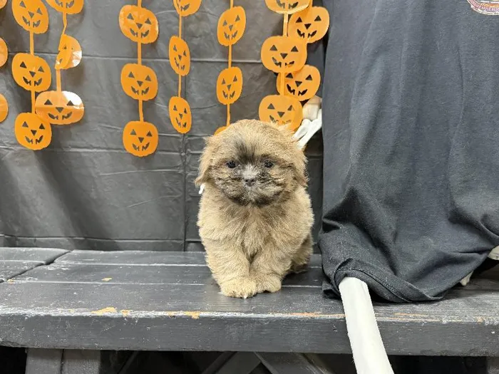 Male Shih Tzu puppy named Pumpkin for sale at Puppy City Winchester.