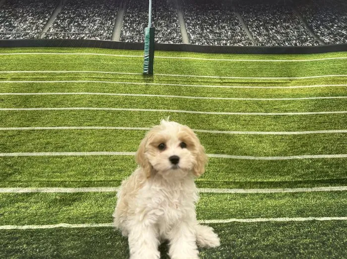 Female Cavachon puppy named Antonia for sale at Puppy City Winchester.