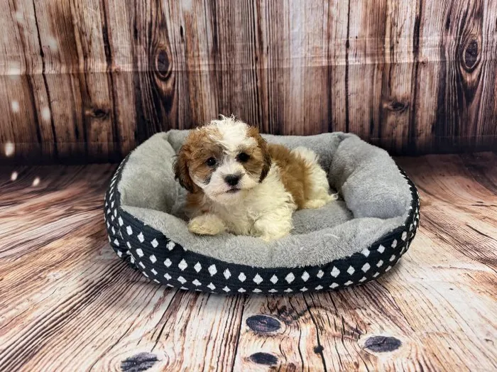 Male Teddy Bear puppy named Eric for sale at Puppy City Harrisonburg.
