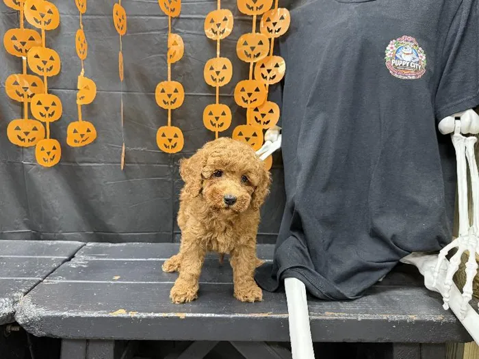 Male Mini Poodle puppy named Archie for sale at Puppy City Harrisonburg.