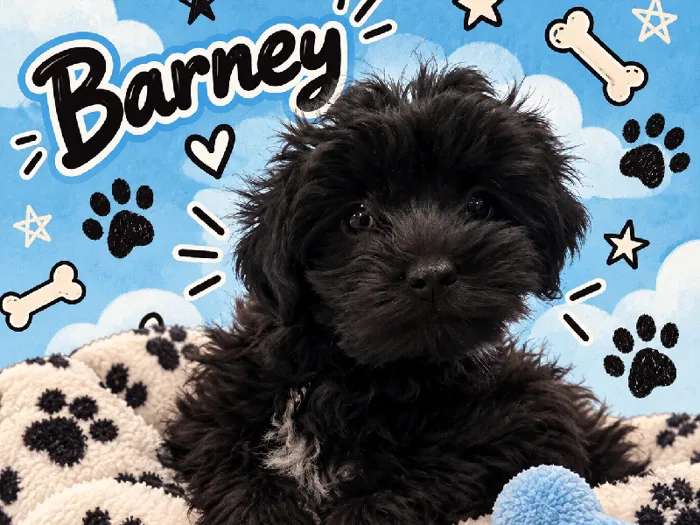 Male Yochon puppy named Barney for sale at Puppy City Harrisonburg.