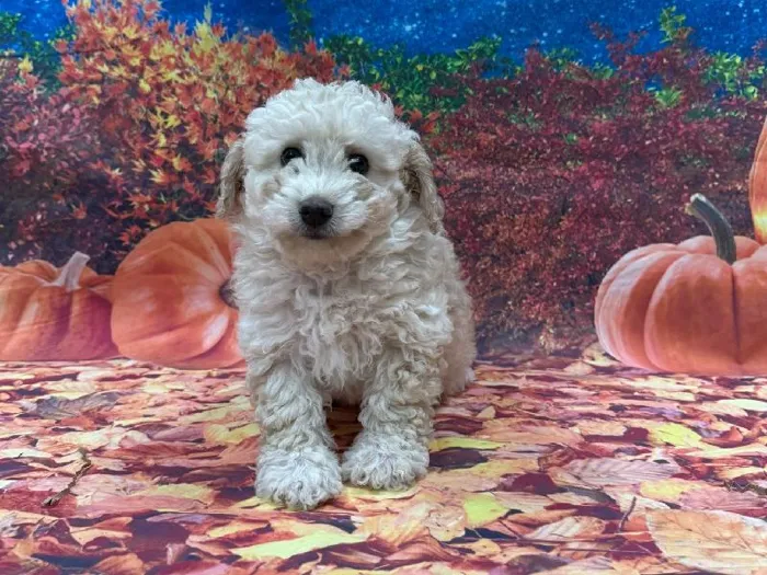 Male Mini Goldendoodle puppy named Phantom for sale at Puppy City Winchester.