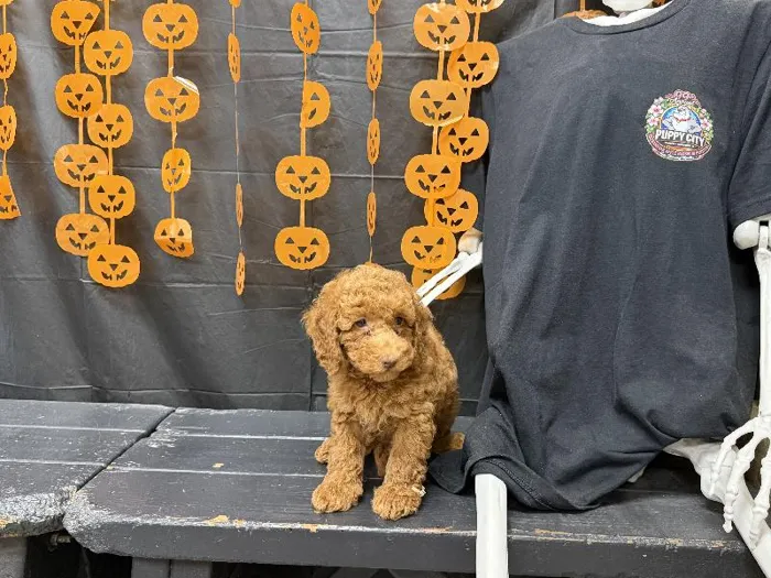Male Mini Poodle puppy named Oliver for sale at Puppy City Harrisonburg.
