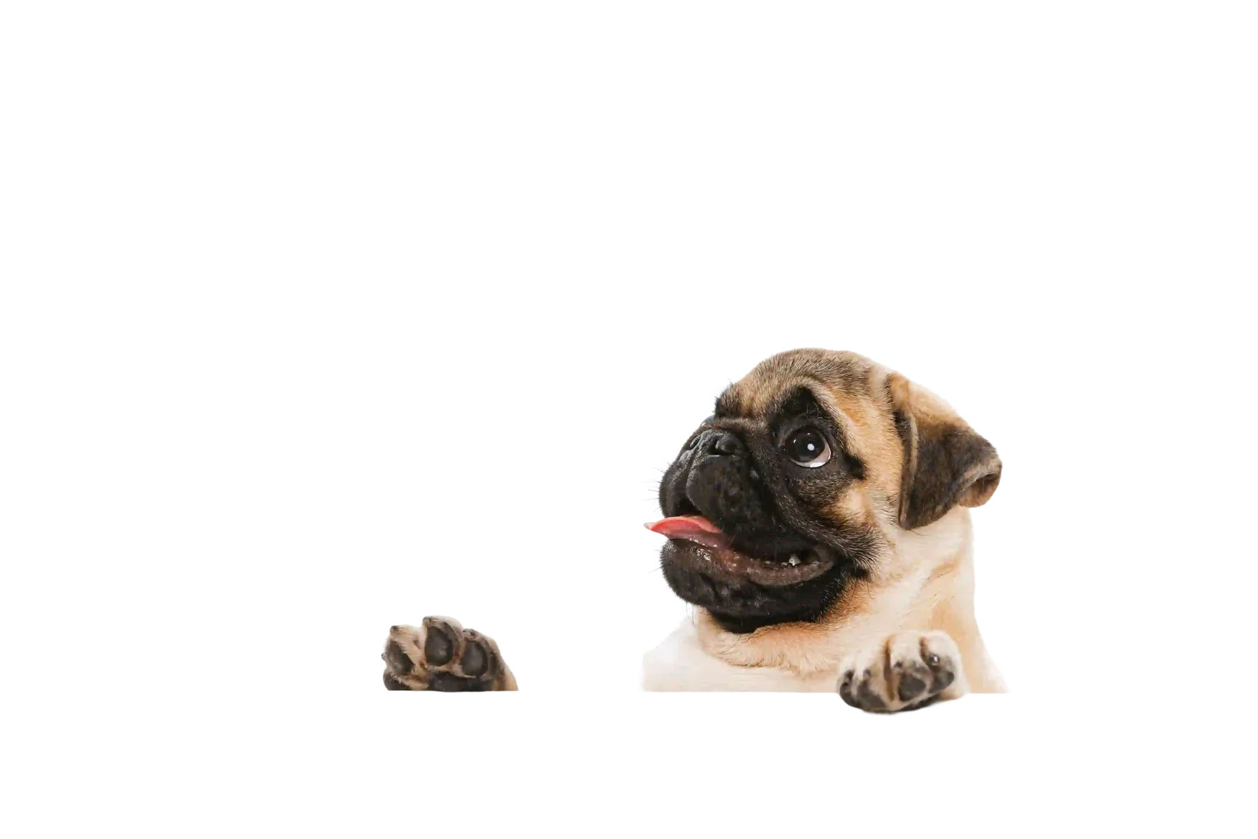 A cute puppy wants to get on the table