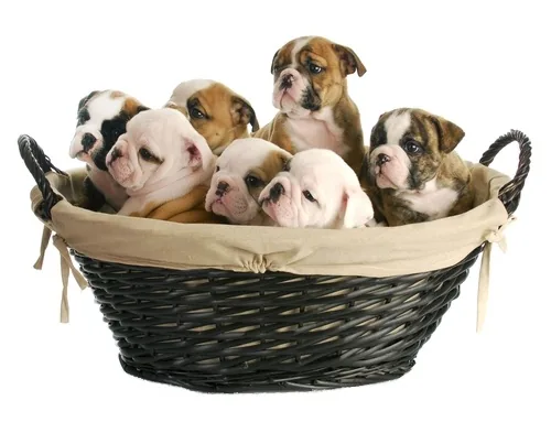 Seven cute puppies sitting inside a basket
